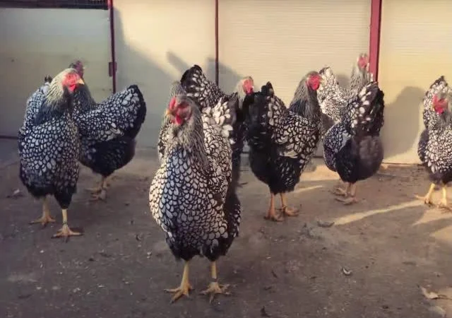 Віандот інкубаційне яйце сріблястий, колумбійський - фото № 7