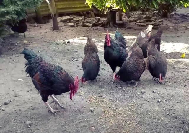 Інкубаційне яйце курей породи Барневельдер золото, срібло - фото № 1