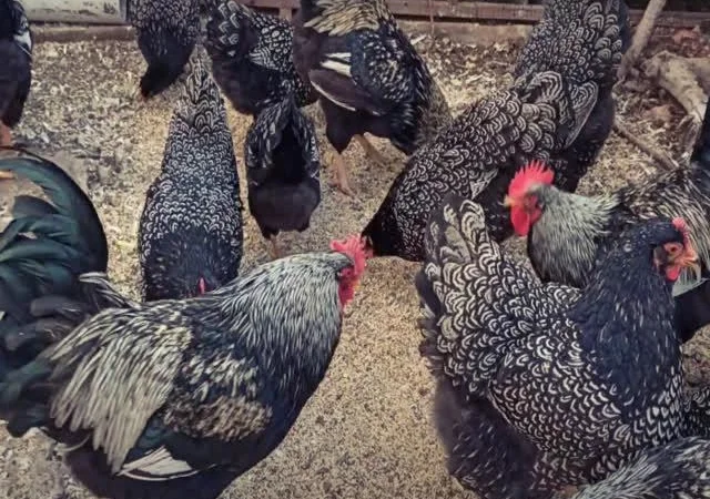 Інкубаційне яйце курей породи Барневельдер золото, срібло - фото № 2