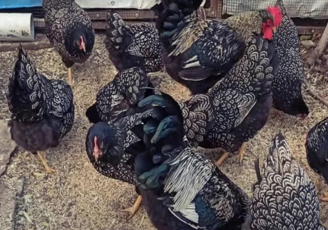 Інкубаційне яйце курей породи Барневельдер золото, срібло - фото № 3