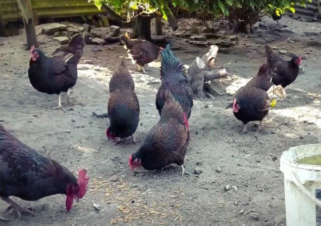 Інкубаційне яйце курей породи Барневельдер золото, срібло - фото № 4