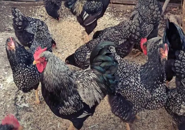 Інкубаційне яйце курей породи Барневельдер золото, срібло - фото № 5