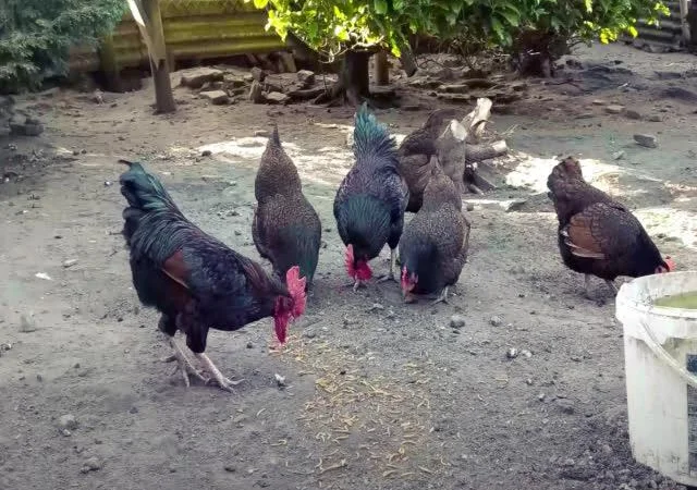 Інкубаційне яйце курей породи Барневельдер золото, срібло - фото № 6