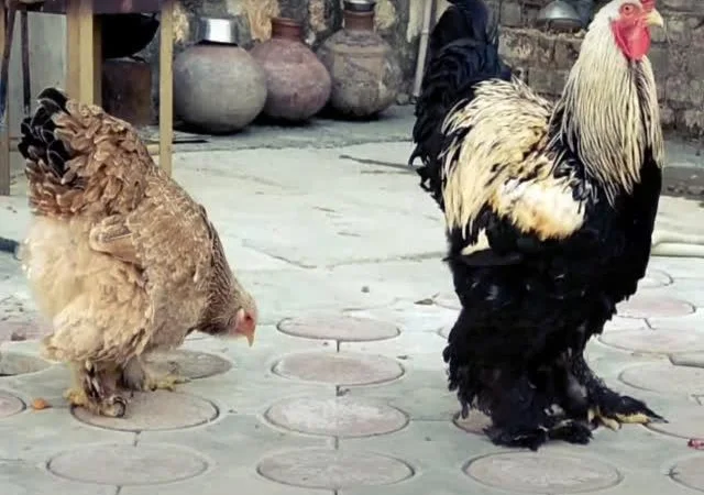 Інкубаційне яйце Брама мармурові, чорно-колумбійські, лососеві - фото № 1