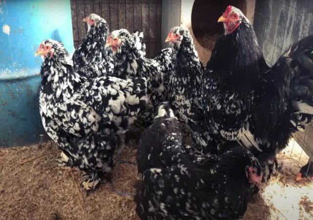 Інкубаційне яйце Брама мармурові, чорно-колумбійські, лососеві - фото № 2