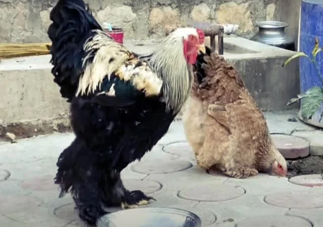 Інкубаційне яйце Брама мармурові, чорно-колумбійські, лососеві - фото № 3