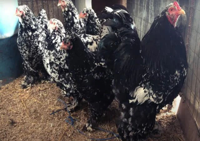 Інкубаційне яйце Брама мармурові, чорно-колумбійські, лососеві - фото № 4