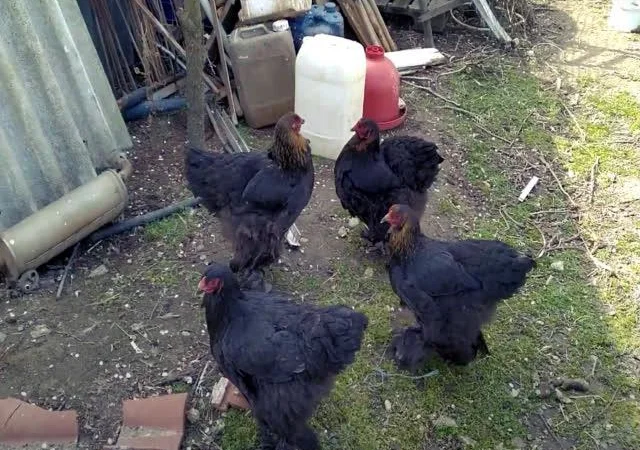 Інкубаційне яйце Брама мармурові, чорно-колумбійські, лососеві - фото № 5