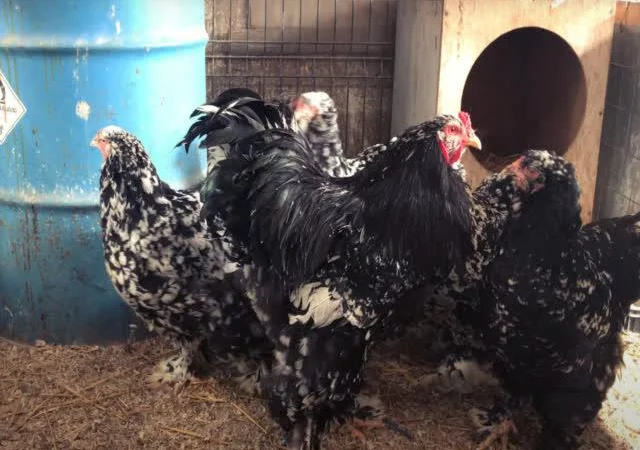 Інкубаційне яйце Брама мармурові, чорно-колумбійські, лососеві - фото № 6