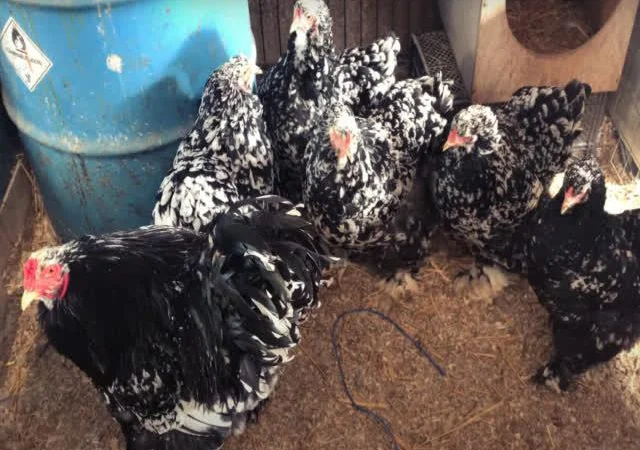 Інкубаційне яйце Брама мармурові, чорно-колумбійські, лососеві - фото № 7