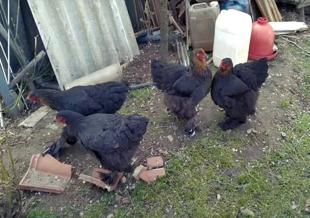 Інкубаційне яйце Брама мармурові, чорно-колумбійські, лососеві - фото № 8