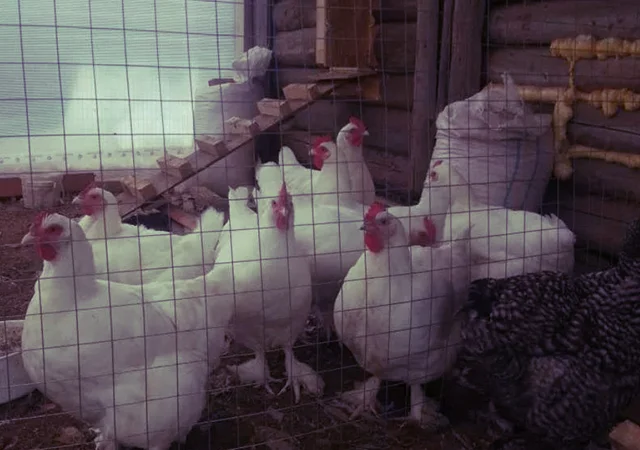 Інкубаційне яйце та курчата. Малин (Мехеленська зозуля): смугастий, білий - фото № 1