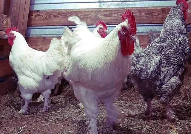 Інкубаційне яйце та курчата. Малин (Мехеленська зозуля): смугастий, білий - фото № 3