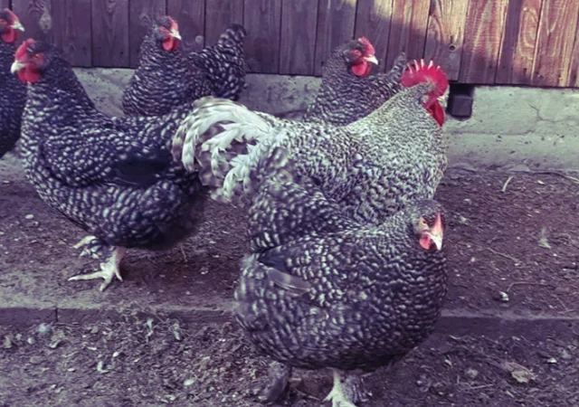 Інкубаційне яйце та курчата. Малин (Мехеленська зозуля): смугастий, білий - фото № 5