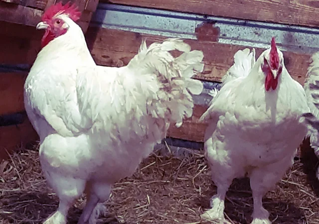 Інкубаційне яйце та курчата. Малин (Мехеленська зозуля): смугастий, білий - фото № 6