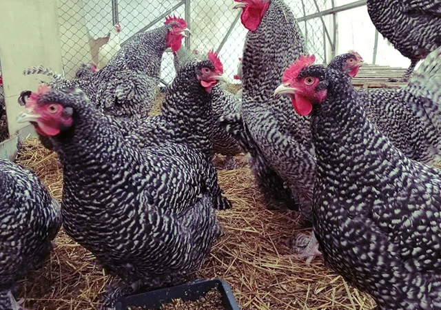 Інкубаційне яйце та курчата. Малин (Мехеленська зозуля): смугастий, білий - фото № 7