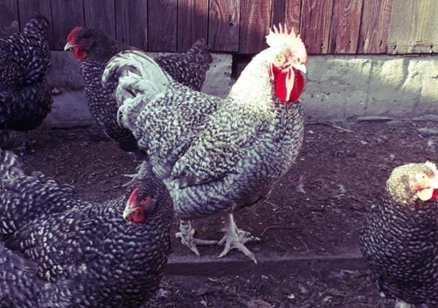 Інкубаційне яйце та курчата. Малин (Мехеленська зозуля): смугастий, білий - фото № 8