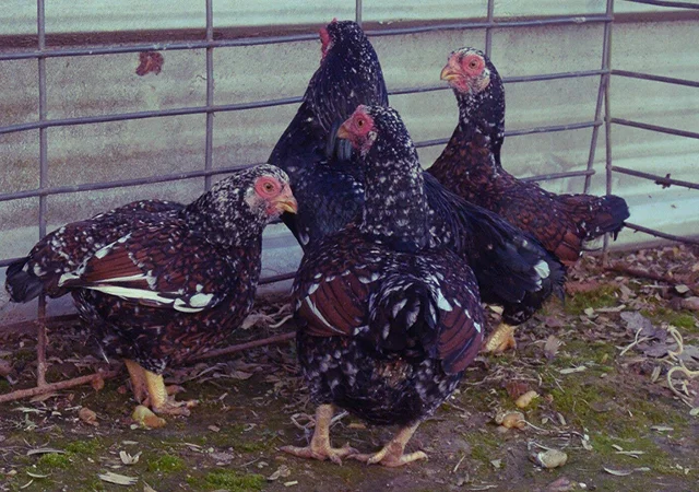 Інкубаційне яйце та курчата. Корніш: фарфоровий, мідний, блакитно-червоний - фото № 1