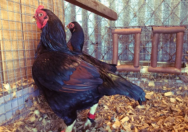 Інкубаційне яйце та курчата. Корніш: фарфоровий, мідний, блакитно-червоний - фото № 5