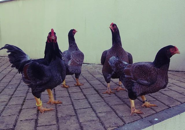 Інкубаційне яйце та курчата. Корніш: фарфоровий, мідний, блакитно-червоний - фото № 6