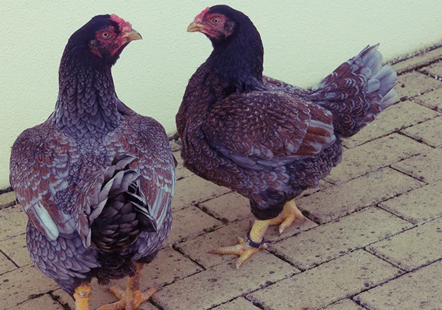 Інкубаційне яйце та курчата. Корніш: фарфоровий, мідний, блакитно-червоний - фото № 7