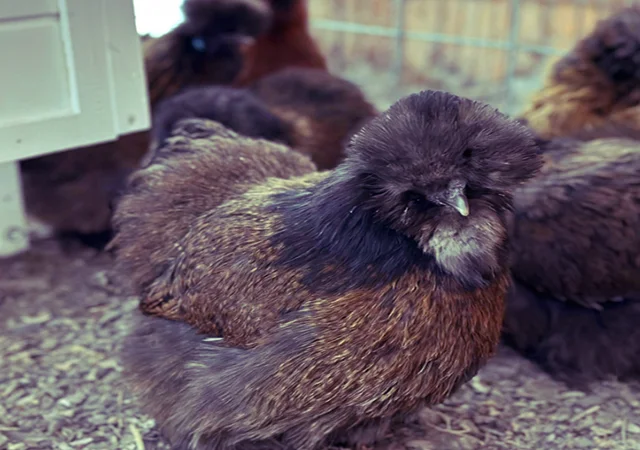 Інкубаційне яйце та курчата. Китайська шовкова: коричнева, фарфорова, спліш - фото № 1