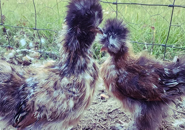 Інкубаційне яйце та курчата. Китайська шовкова: коричнева, фарфорова, спліш - фото № 2