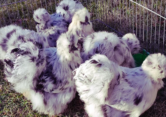 Інкубаційне яйце та курчата. Китайська шовкова: коричнева, фарфорова, спліш - фото № 4