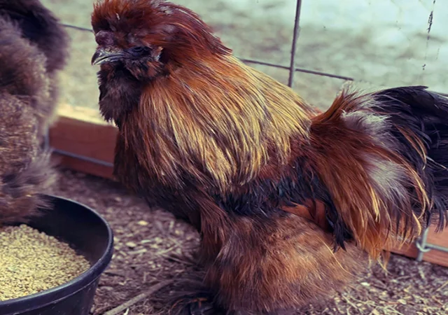 Інкубаційне яйце та курчата. Китайська шовкова: коричнева, фарфорова, спліш - фото № 6