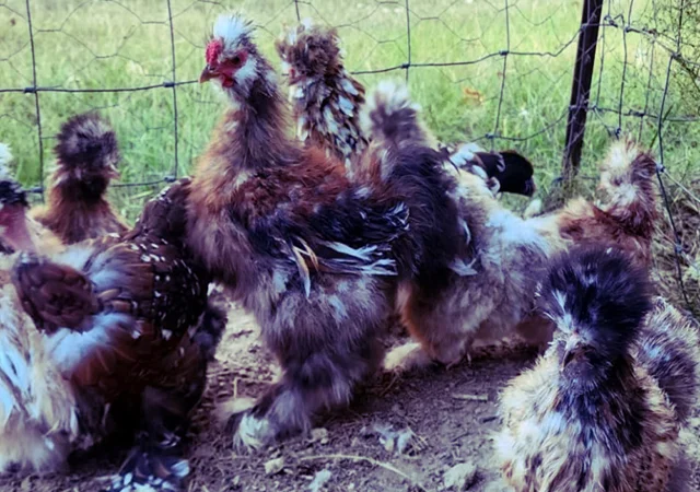 Інкубаційне яйце та курчата. Китайська шовкова: коричнева, фарфорова, спліш - фото № 7