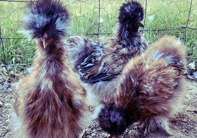 Інкубаційне яйце та курчата. Китайська шовкова: коричнева, фарфорова, спліш - фото № 8