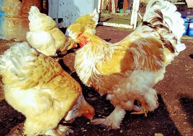 Инкубационное яйцо и цыплята. Брама: белое золото, колумбийское золото, лимонная - фото № 3
