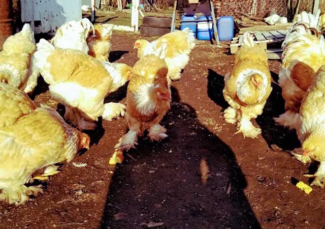 Инкубационное яйцо и цыплята. Брама: белое золото, колумбийское золото, лимонная - фото № 4