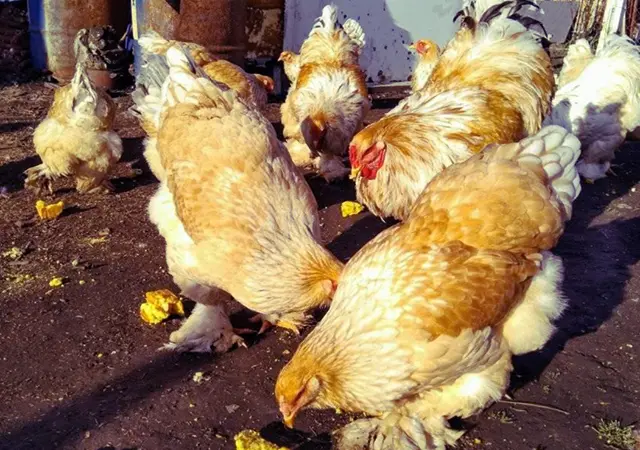 Инкубационное яйцо и цыплята. Брама: белое золото, колумбийское золото, лимонная - фото № 7