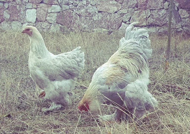 Інкубаційне яйце та курчата. Кохінхін: ізабелла, біле золото - фото № 2