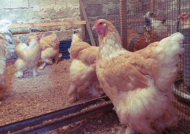 Інкубаційне яйце та курчата. Кохінхін: ізабелла, біле золото - фото № 3