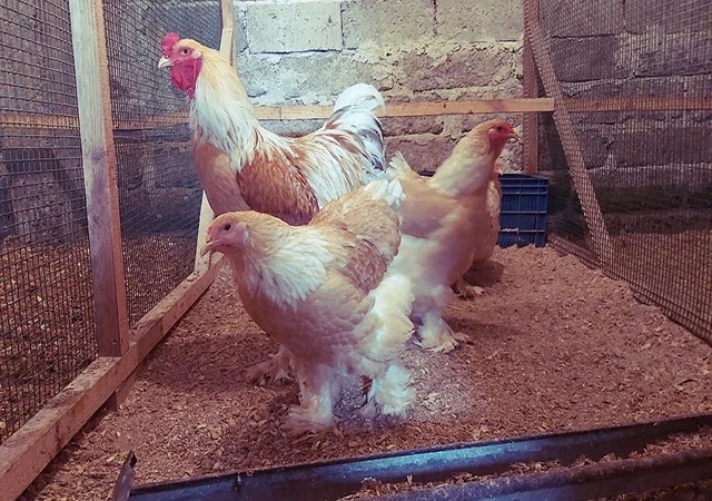 Інкубаційне яйце та курчата. Кохінхін: ізабелла, біле золото - фото № 4