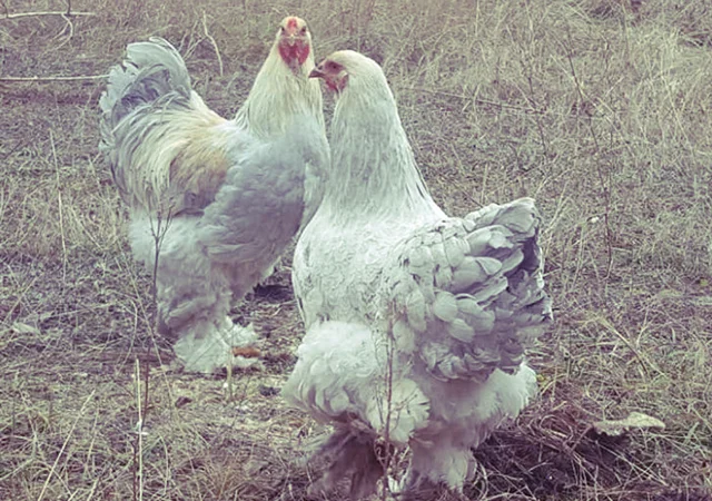 Інкубаційне яйце та курчата. Кохінхін: ізабелла, біле золото - фото № 5