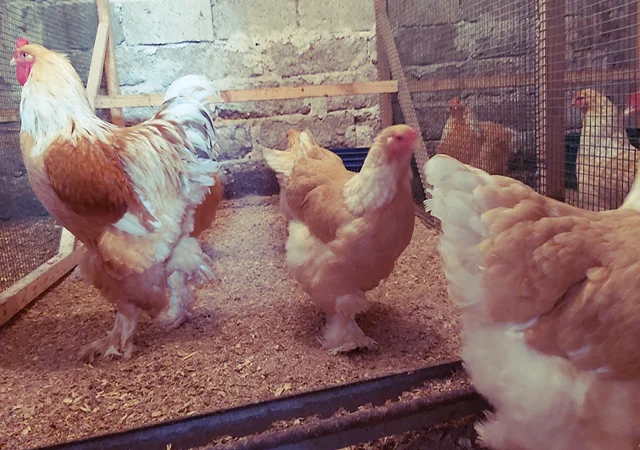 Інкубаційне яйце та курчата. Кохінхін: ізабелла, біле золото - фото № 6