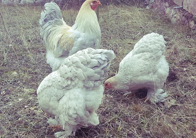 Інкубаційне яйце та курчата. Кохінхін: ізабелла, біле золото - фото № 7