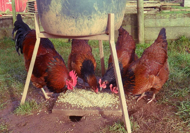 Інкубаційне яйце та курчата. Суссекс: срібло, золото, червоний - фото № 1