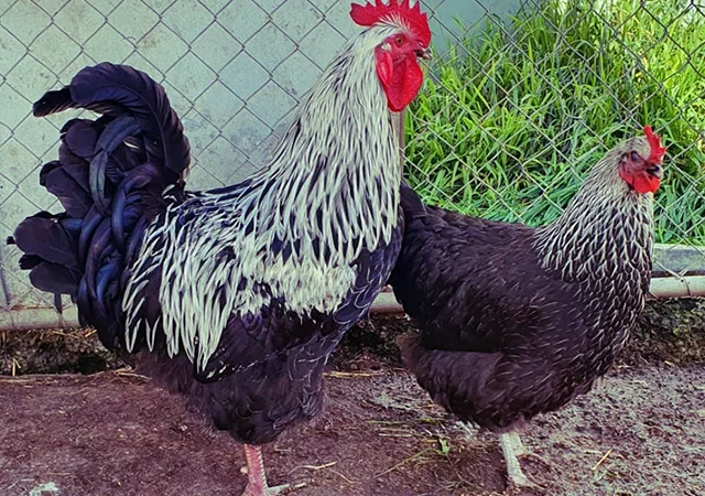 Інкубаційне яйце та курчата. Суссекс: срібло, золото, червоний - фото № 2