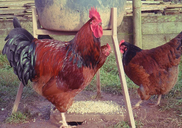 Інкубаційне яйце та курчата. Суссекс: срібло, золото, червоний - фото № 3