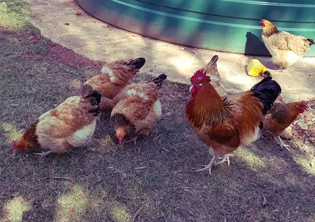 Інкубаційне яйце та курчата. Суссекс: срібло, золото, червоний - фото № 6