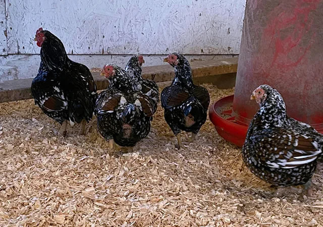 Інкубаційне яйце курей Корніш: блакитний, фарфоровий - фото № 1