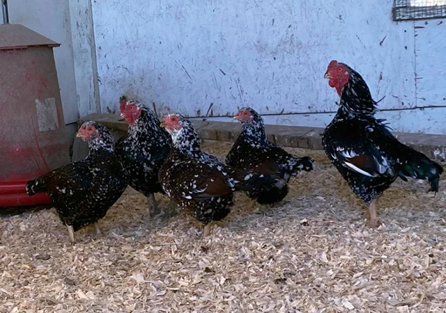 Інкубаційне яйце курей Корніш: блакитний, фарфоровий - фото № 2