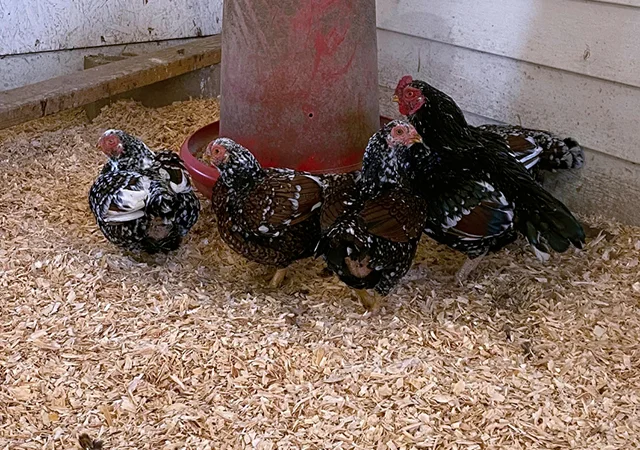 Інкубаційне яйце курей Корніш: блакитний, фарфоровий - фото № 3