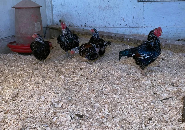 Інкубаційне яйце курей Корніш: блакитний, фарфоровий - фото № 4