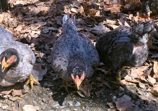 Інкубаційне яйце курей Корніш: блакитний, фарфоровий - фото № 6