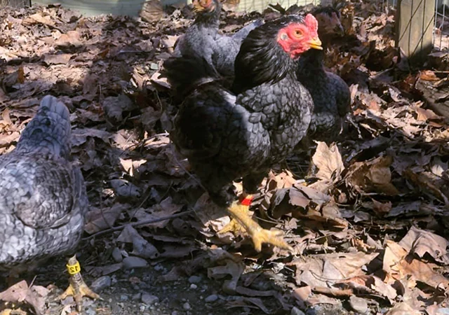 Інкубаційне яйце курей Корніш: блакитний, фарфоровий - фото № 7